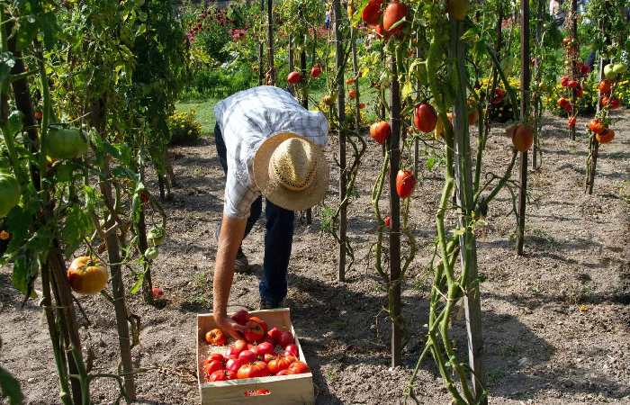 Essential Qualifications To Easily Get Canada Fruit Picker Job In 2024 Flash Ca