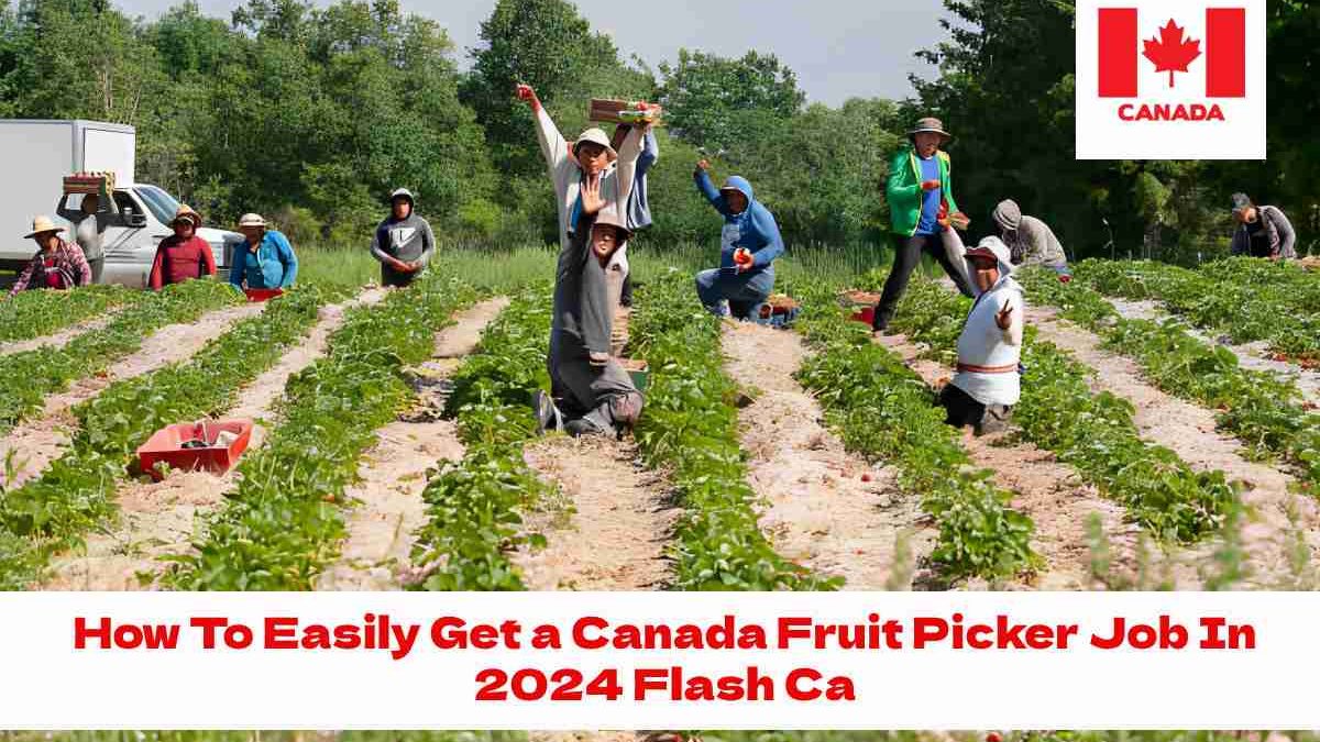 How To Easily Get a Canada Fruit Picker Job In 2024 Flash Ca