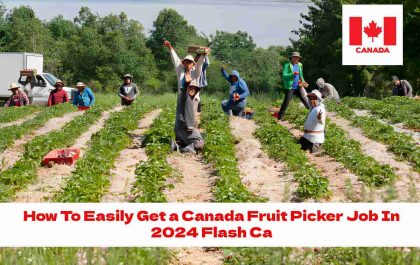 How To Easily Get a Canada Fruit Picker Job In 2024 Flash Ca